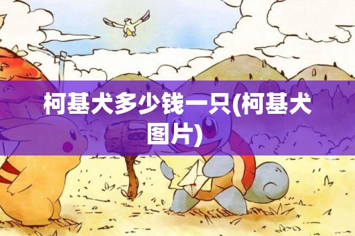 柯基犬多少錢一只(柯基犬圖片) 