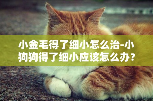 小金毛得了細小怎么治-小狗狗得了細小應該怎么辦？