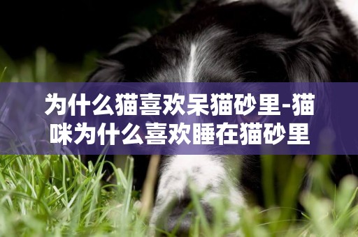為什么貓喜歡呆貓砂里-貓咪為什么喜歡睡在貓砂里
