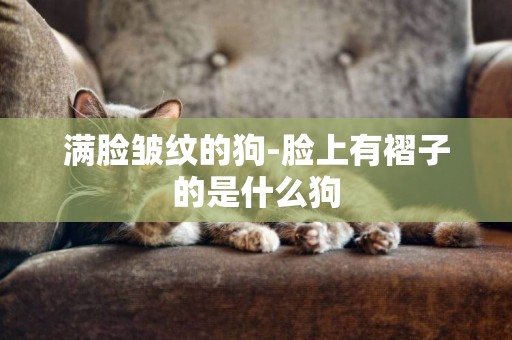 滿臉皺紋的狗-臉上有褶子的是什么狗