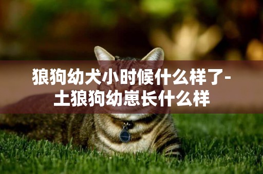 狼狗幼犬小時候什么樣了-土狼狗幼崽長什么樣