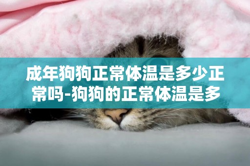 成年狗狗正常體溫是多少正常嗎-狗狗的正常體溫是多少