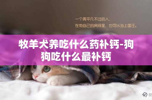 牧羊犬養吃什么藥補鈣-狗狗吃什么最補鈣