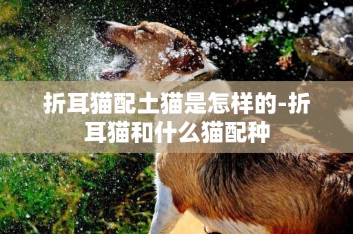 折耳貓配土貓是怎樣的-折耳貓和什么貓配種