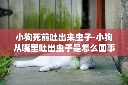 小狗死前吐出來蟲子-小狗從嘴里吐出蟲子是怎么回事啊