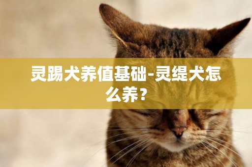 靈踢犬養值基礎-靈緹犬怎么養？