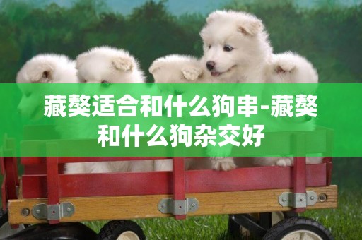 藏獒適合和什么狗串-藏獒和什么狗雜交好