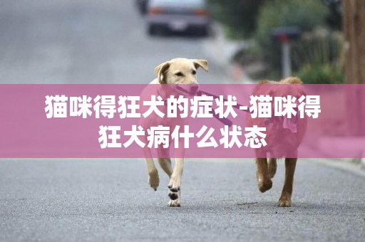 貓咪得狂犬的癥狀-貓咪得狂犬病什么狀態