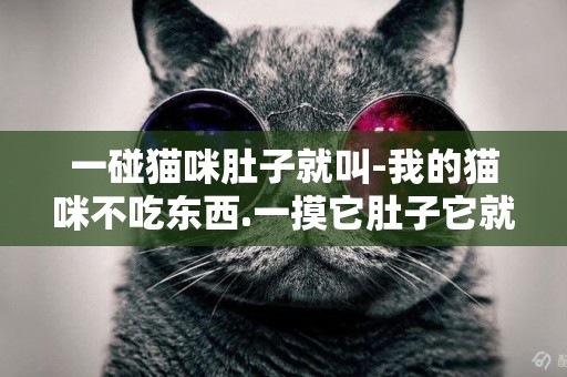 一碰貓咪肚子就叫-我的貓咪不吃東西.一摸它肚子它就叫喚.