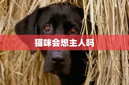 貓咪會想主人嗎