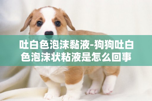 吐白色泡沫黏液-狗狗吐白色泡沫狀粘液是怎么回事