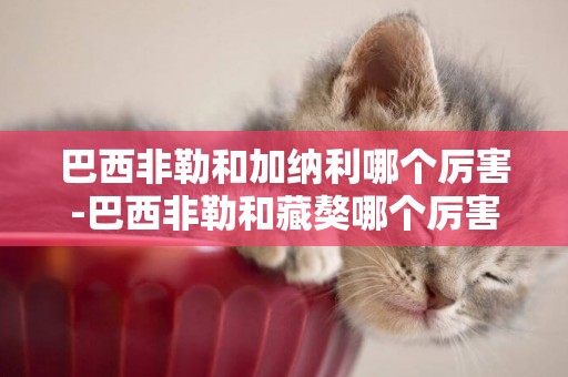 巴西非勒和加納利哪個厲害-巴西非勒和藏獒哪個厲害
