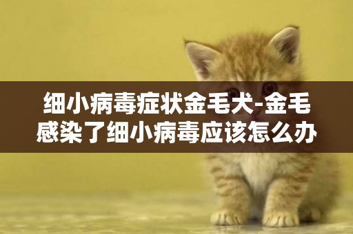 細小病毒癥狀金毛犬-金毛感染了細小病毒應該怎么辦？