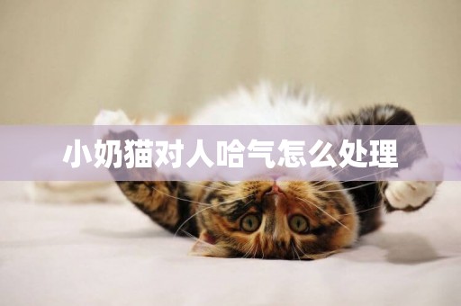 小奶貓對人哈氣怎么處理