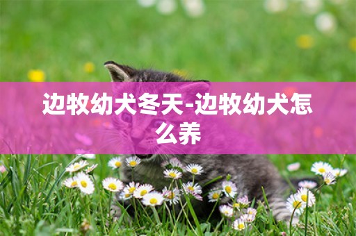 邊牧幼犬冬天-邊牧幼犬怎么養