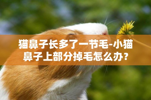 貓鼻子長多了一節毛-小貓鼻子上部分掉毛怎么辦？