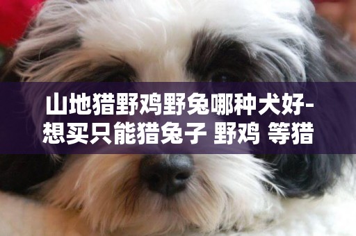 山地獵野雞野兔哪種犬好-想買只能獵兔子 野雞 等獵物的獵犬?哪個品種比較好?