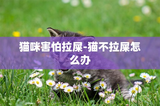 貓咪害怕拉屎-貓不拉屎怎么辦