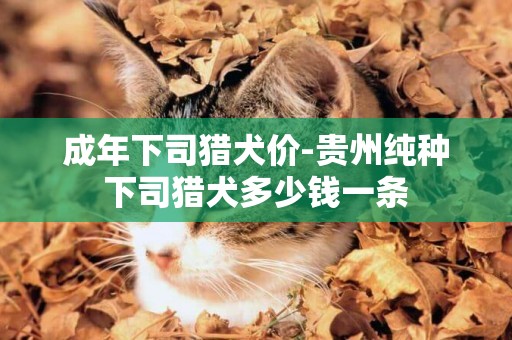 成年下司獵犬價-貴州純種下司獵犬多少錢一條