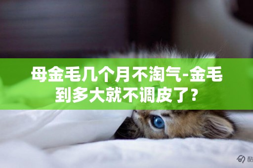 母金毛幾個月不淘氣-金毛到多大就不調皮了？