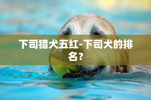 下司獵犬五紅-下司犬的排名？