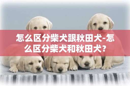 怎么區分柴犬跟秋田犬-怎么區分柴犬和秋田犬？