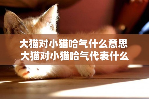 大貓對小貓哈氣什么意思 大貓對小貓哈氣代表什么