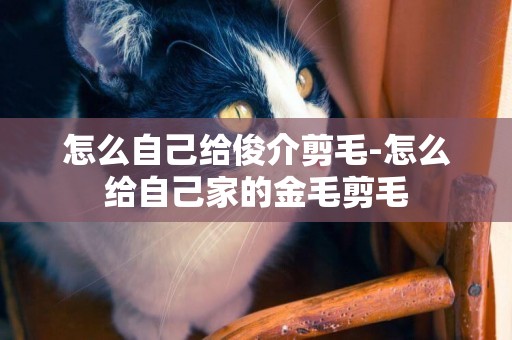 怎么自己給俊介剪毛-怎么給自己家的金毛剪毛
