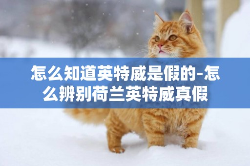 怎么知道英特威是假的-怎么辨別荷蘭英特威真假