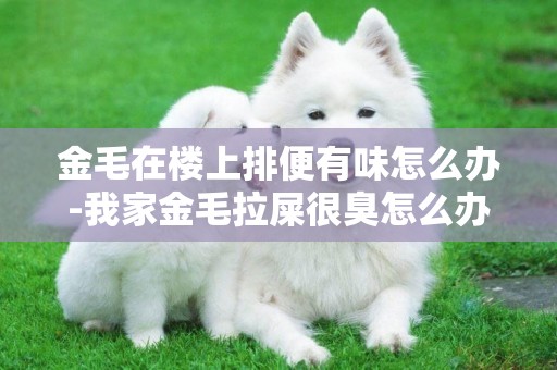 金毛在樓上排便有味怎么辦-我家金毛拉屎很臭怎么辦？