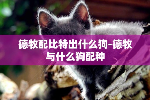 德牧配比特出什么狗-德牧與什么狗配種