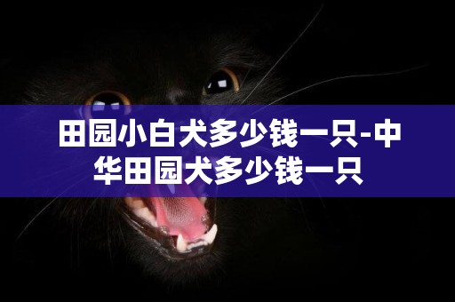 田園小白犬多少錢一只-中華田園犬多少錢一只