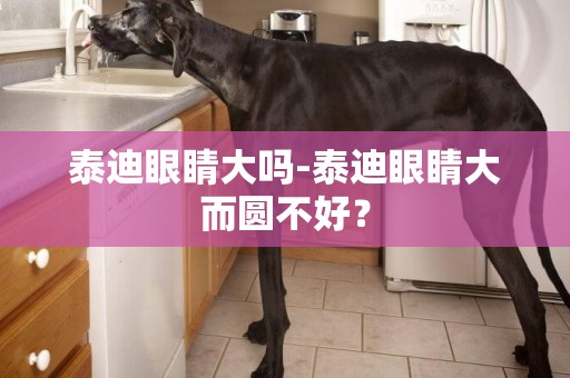泰迪眼睛大嗎-泰迪眼睛大而圓不好？