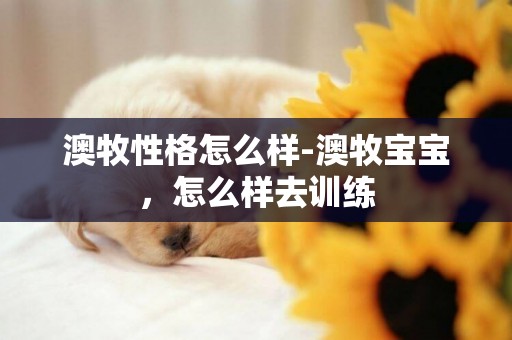 澳牧性格怎么樣-澳牧寶寶，怎么樣去訓練