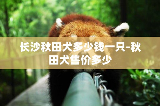 長沙秋田犬多少錢一只-秋田犬售價多少