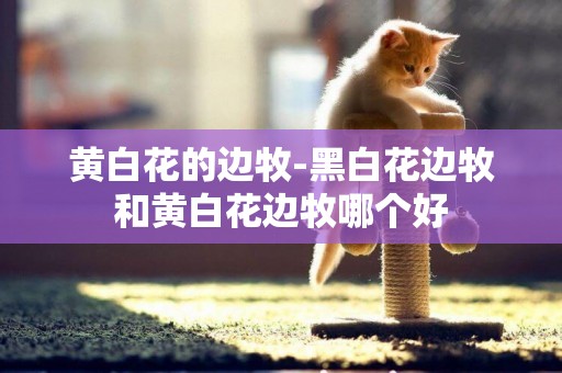 黃白花的邊牧-黑白花邊牧和黃白花邊牧哪個好