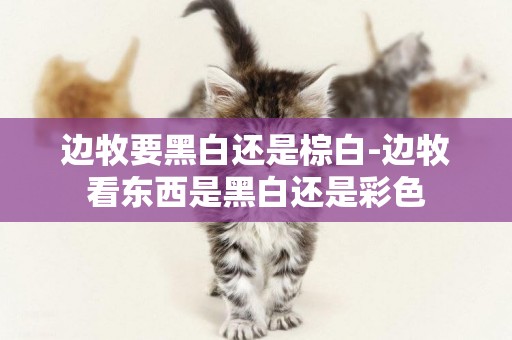 邊牧要黑白還是棕白-邊牧看東西是黑白還是彩色