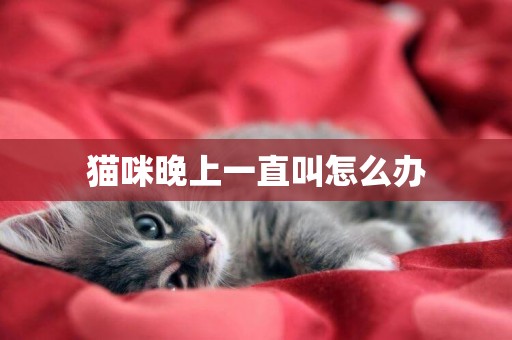 貓咪晚上一直叫怎么辦