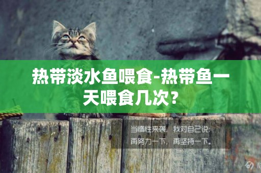 熱帶淡水魚喂食-熱帶魚一天喂食幾次？