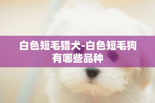 白色短毛獵犬-白色短毛狗有哪些品種