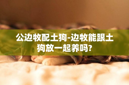 公邊牧配土狗-邊牧能跟土狗放一起養嗎?