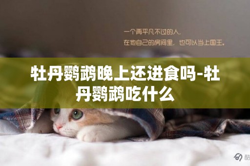 牡丹鸚鵡晚上還進食嗎-牡丹鸚鵡吃什么