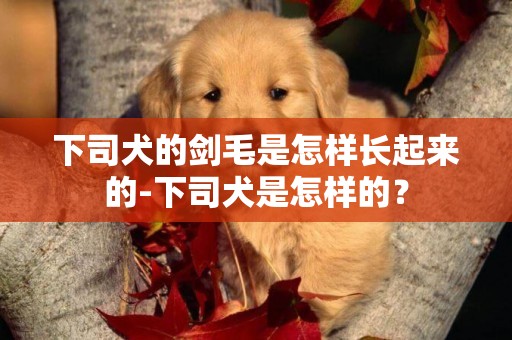 下司犬的劍毛是怎樣長起來的-下司犬是怎樣的？