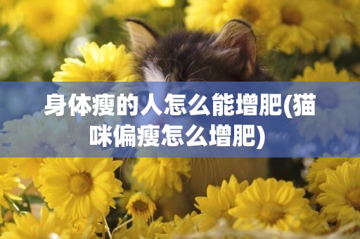 身體瘦的人怎么能增肥(貓咪偏瘦怎么增肥) 