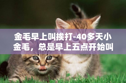 金毛早上叫挨打-40多天小金毛，總是早上五點開始叫