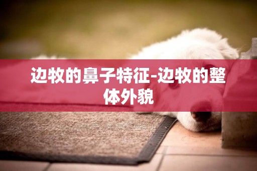 邊牧的鼻子特征-邊牧的整體外貌