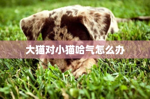 大貓對小貓哈氣怎么辦