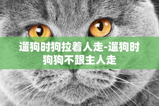 遛狗時狗拉著人走-遛狗時狗狗不跟主人走