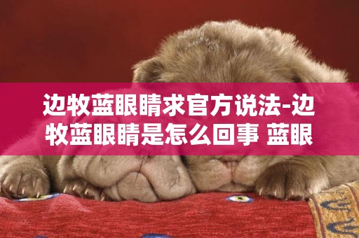 邊牧藍眼睛求官方說法-邊牧藍眼睛是怎么回事 藍眼邊牧為什么就是失格