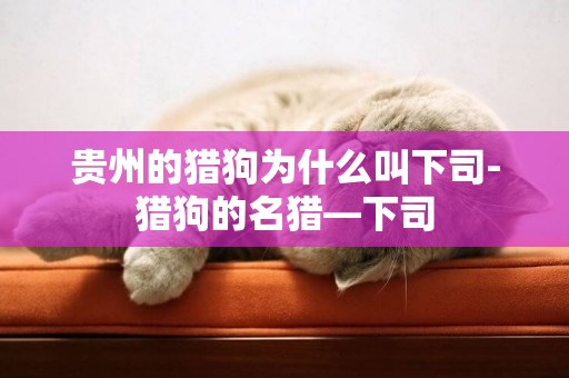 貴州的獵狗為什么叫下司-獵狗的名獵—下司